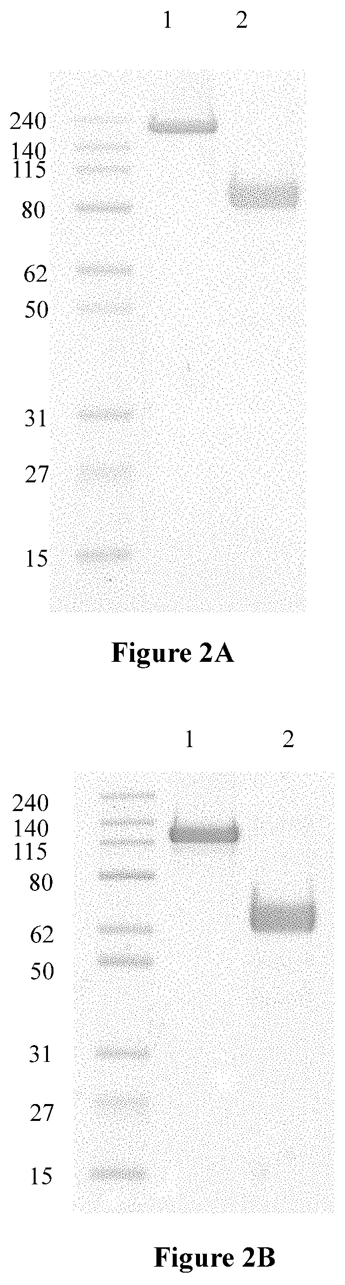 Anti-angiogenesis fusion protein and uses thereof