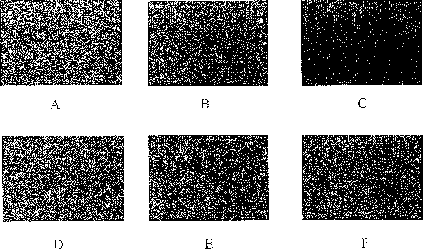 Recombination newcastle disease LaSota weak virus vaccine for expressing poultry influenza virus H5 sub type HA protein