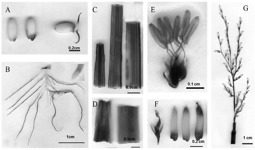 Os-ER-ANT1 gene promoter for paddy rice and application thereof