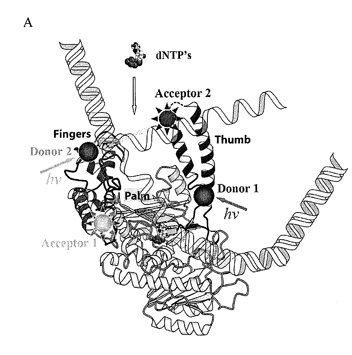 Methods and systems for direct sequencing of single DNA molecules