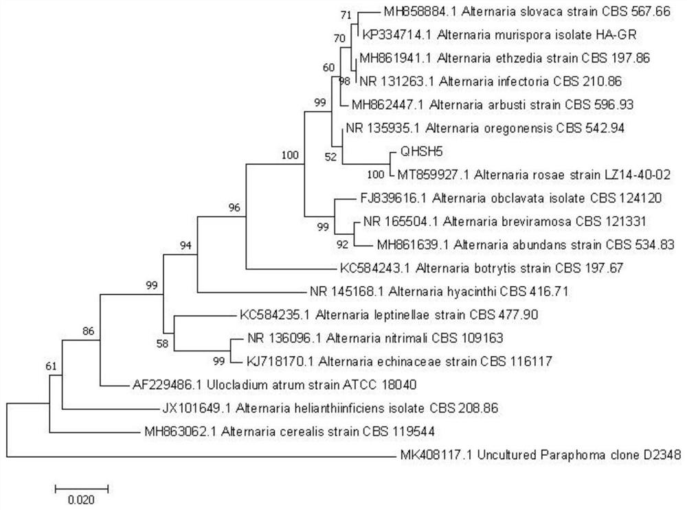 Bacterial strain capable of degrading diuron and application of bacterial strain