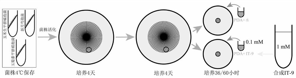 Novel small peptide IT-9 and application thereof