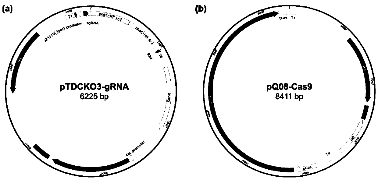 Method for producing short-and-medium-chain-length polyhydroxyalkanoate (PHA) and functional derivatives thereof