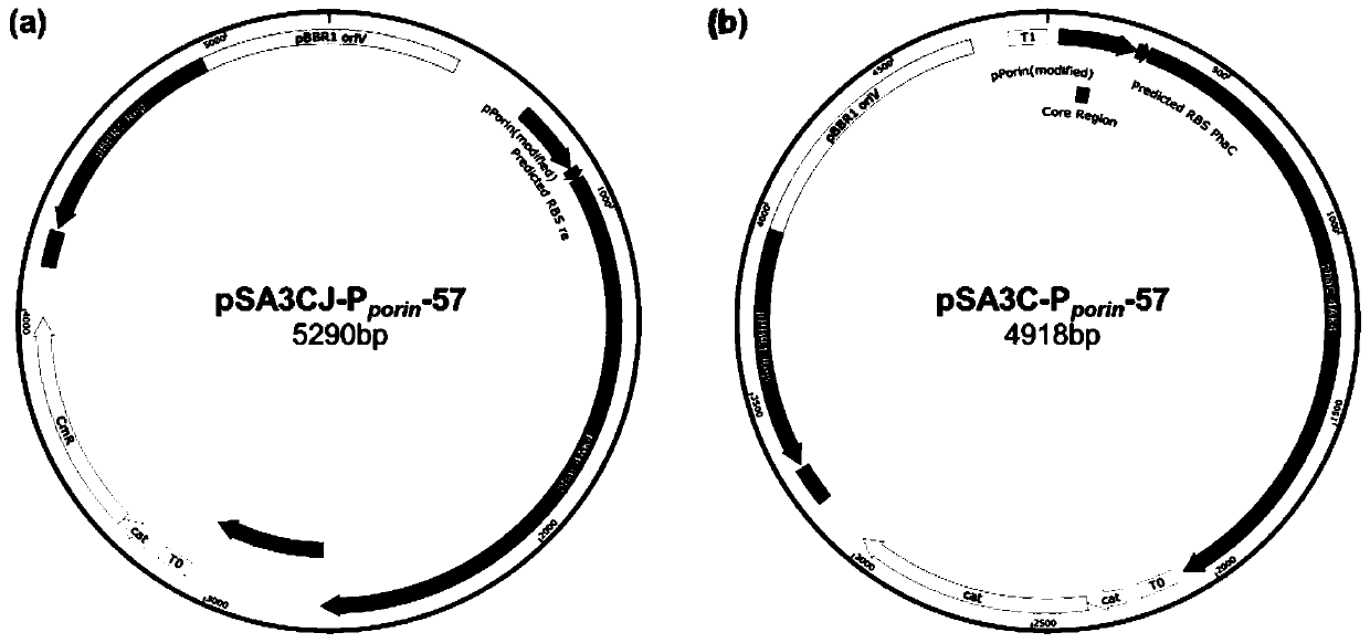 Method for producing short-and-medium-chain-length polyhydroxyalkanoate (PHA) and functional derivatives thereof