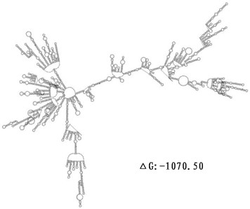 Adenovirus vector recombinant new coronavirus B.1. 1.529 variant vaccine and application thereof