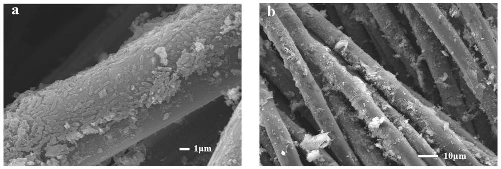 A kind of microbiological fuel cell and preparation method thereof