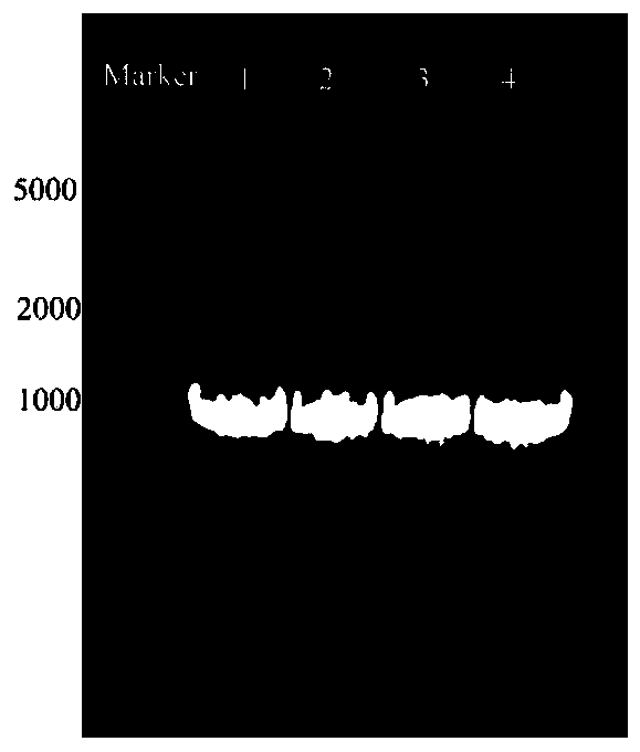 Phenylalanine dehydrogenase for catalytic preparation of non-natural amino acid and application of phenylalanine dehydrogenase