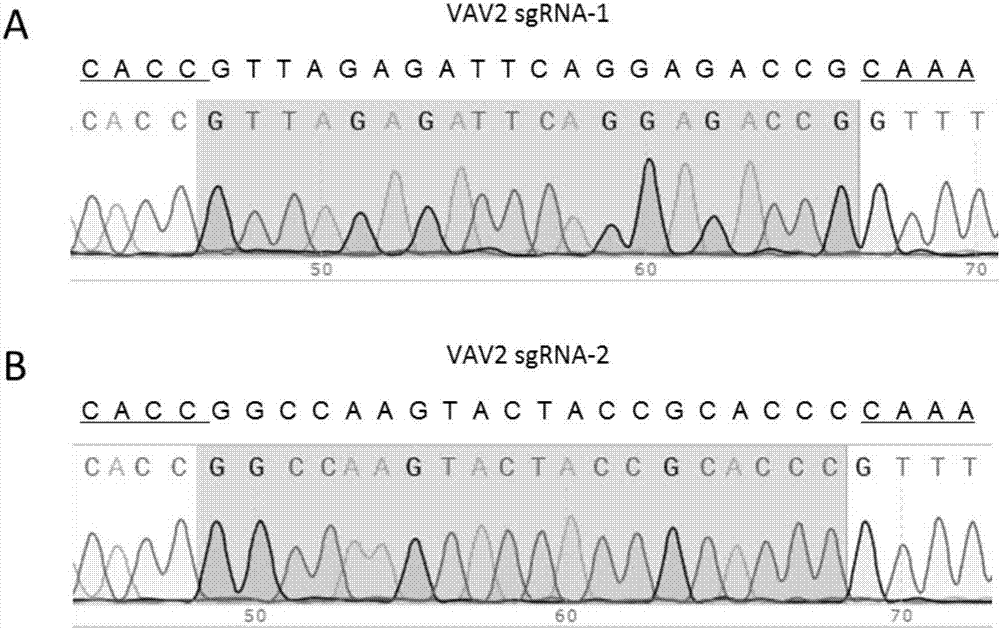 Method for rapidly obtaining CRISPR/Cas9 (clustered regularly interspersed short palindromic repeats/Cas9) gene knockout stable cell line through monoclonal cell sorting