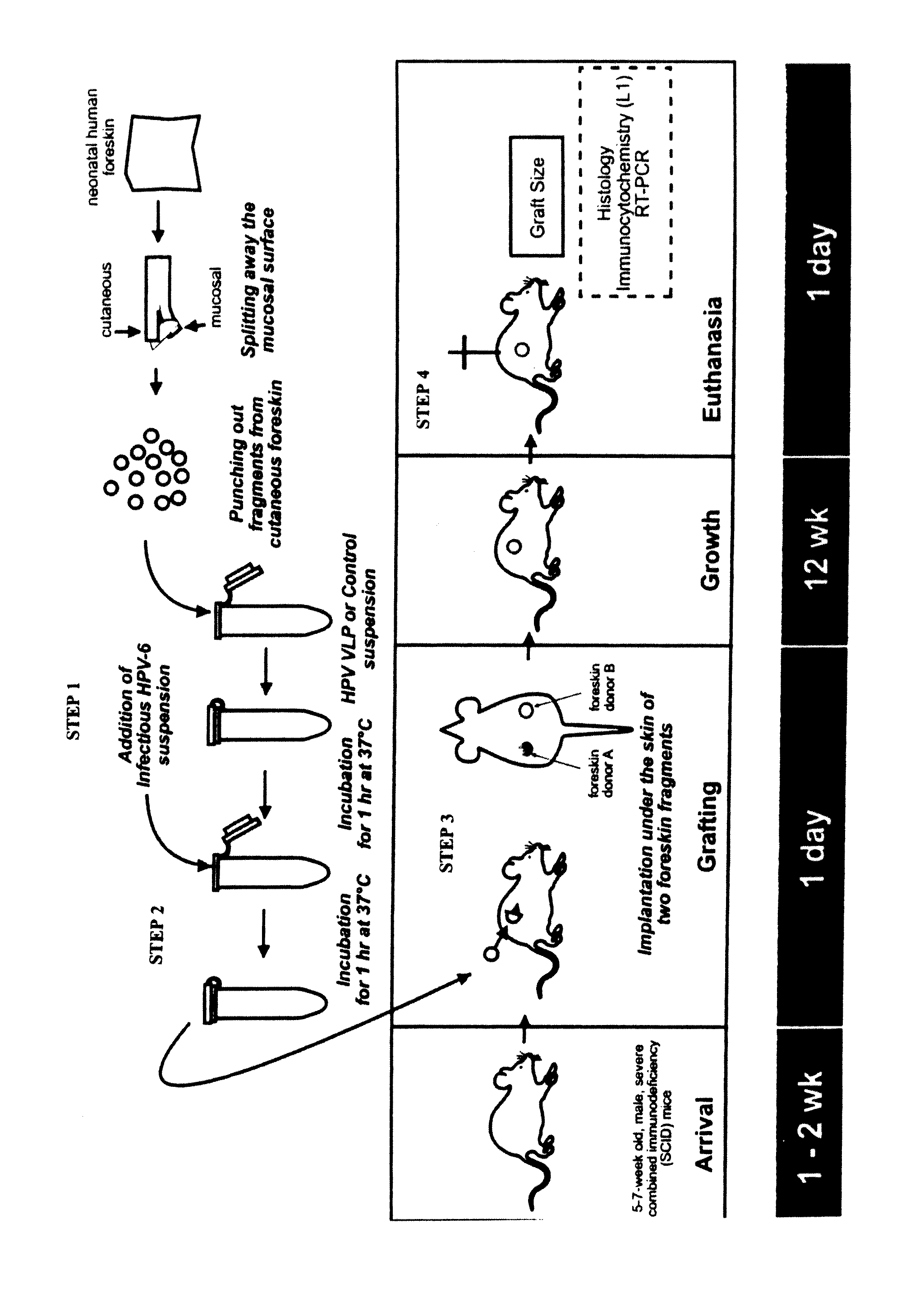 Papillomavirus virus-like particle or capsomere formulation and its use as microbicide