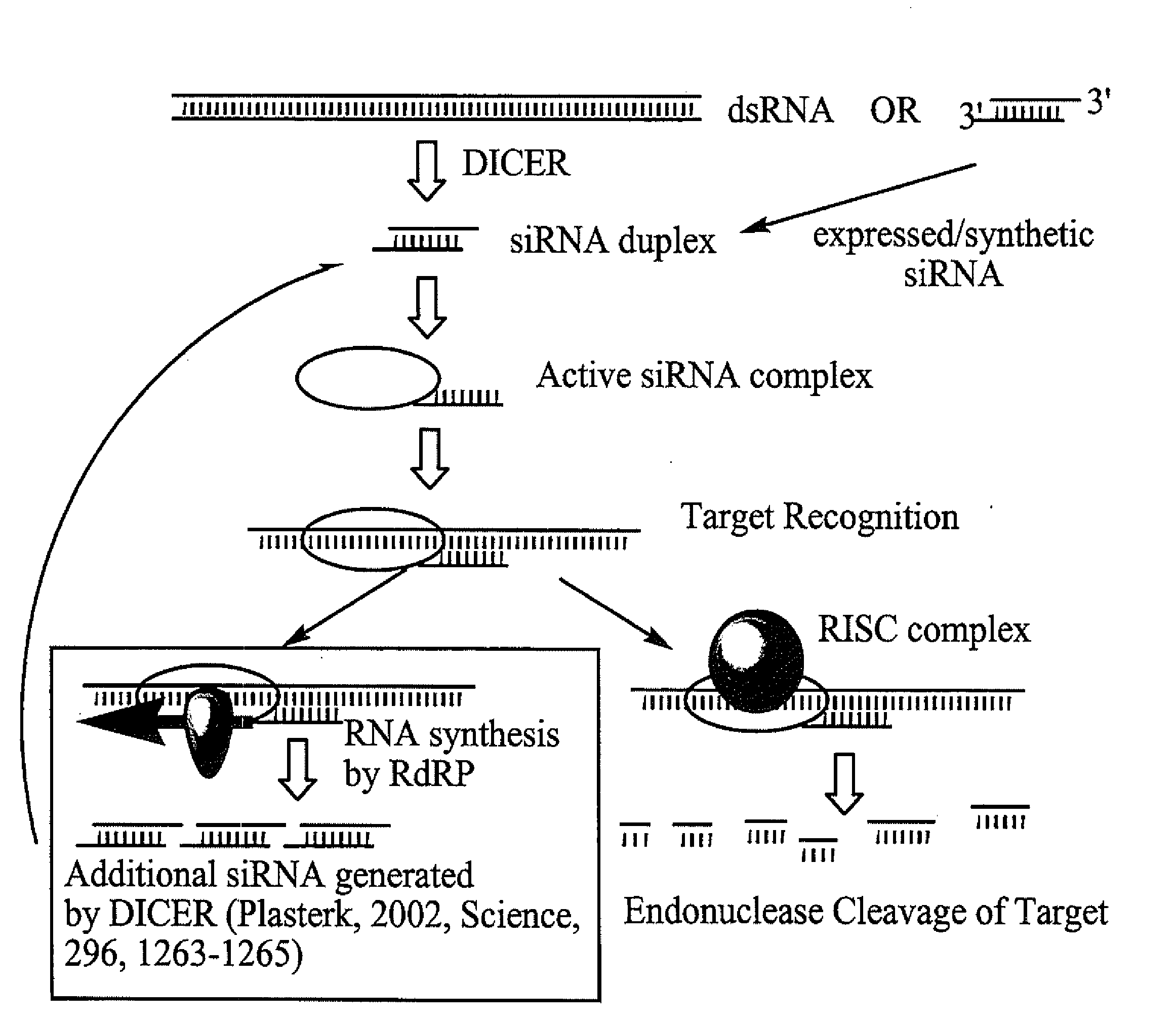 RNA INTERFERENCE MEDIATED INHIBITION OF MATRIX METALLOPROTEINASE 13 (MMP13) GENE EXPRESSION USING SHORT INTERFERING NUCLEIC ACID (siNA)