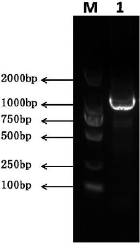 Cervinae activin A protein and preparation method and application thereof