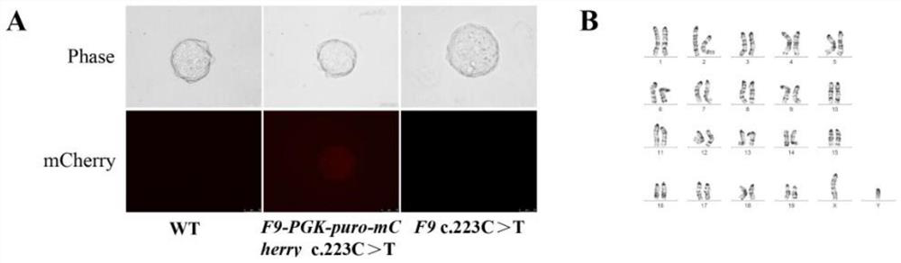 Mouse embryonic stem cell as well as preparation method and application thereof