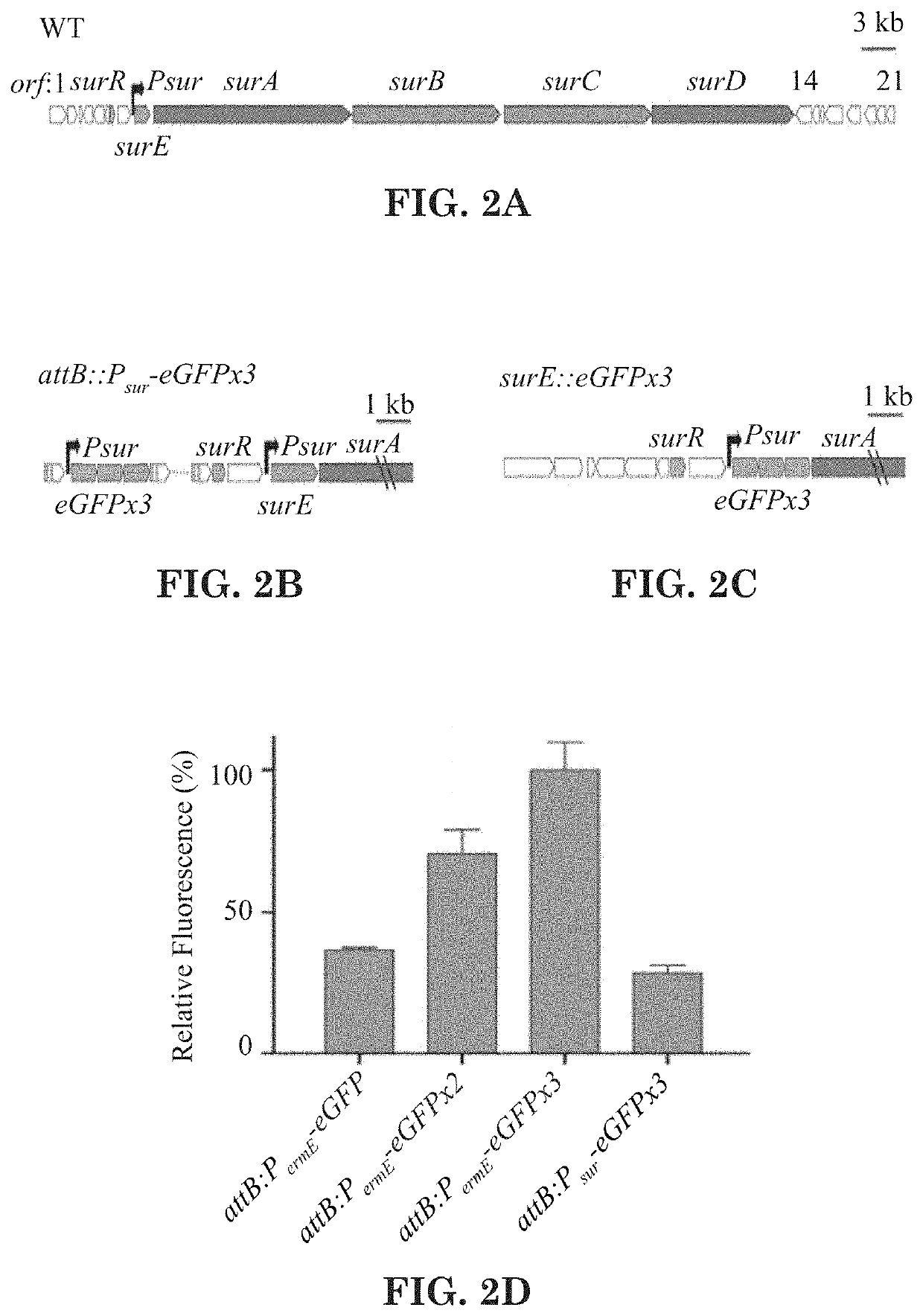 Cryptic metabolites and method for activating silent biosynthetic gene clusters in actinomycete bacteria