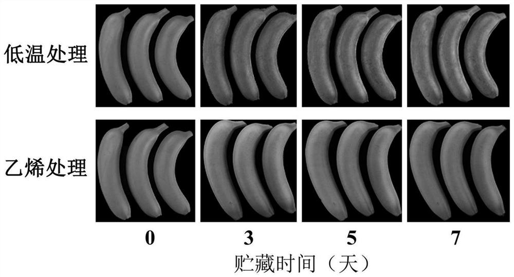 Plant growth regulator, treatment method for improving cold resistance of banana fruits and verification method