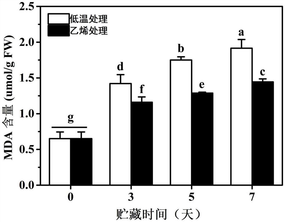 Plant growth regulator, treatment method for improving cold resistance of banana fruits and verification method