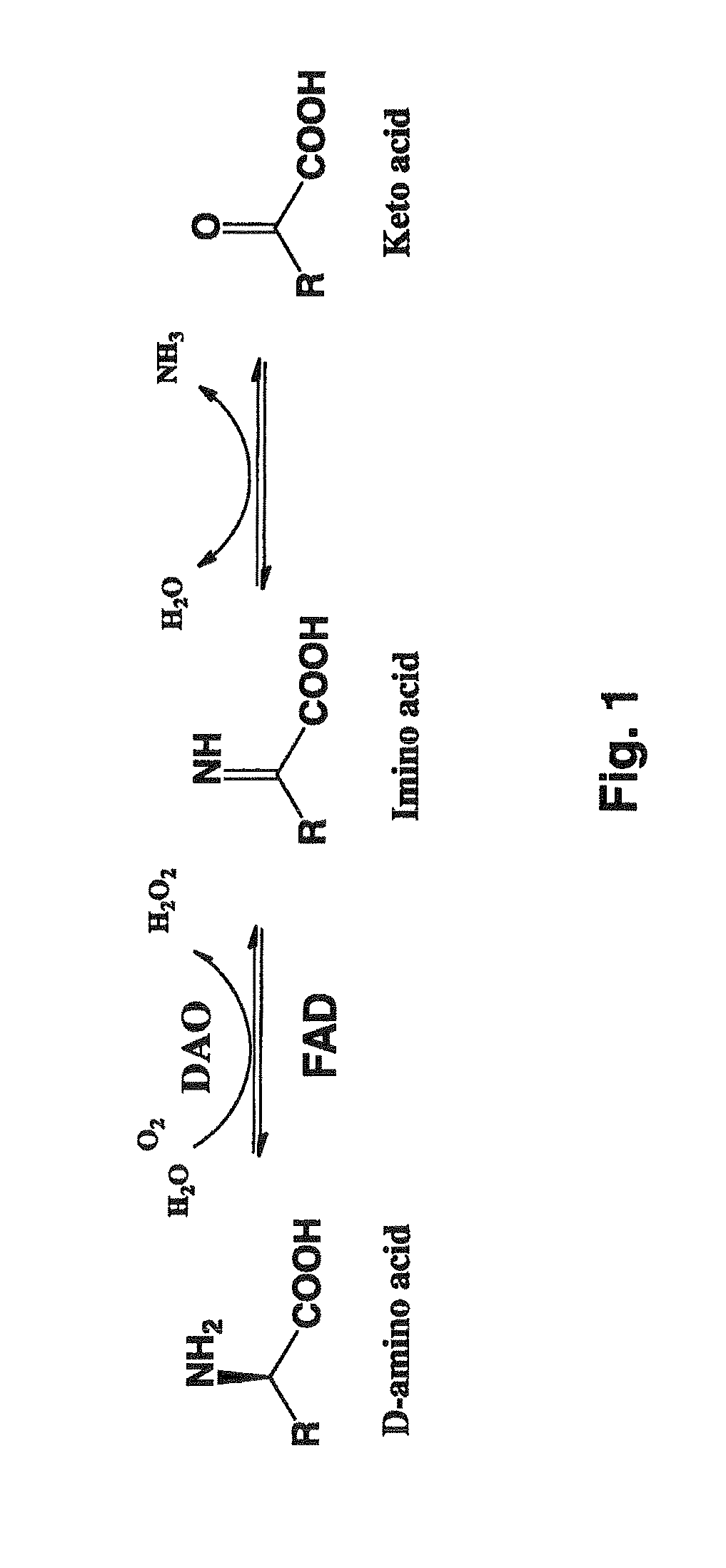 D-amino acid-inducible gene expression system for <i>Rhodosporidium </i>and <i>Rhodotorula</i>