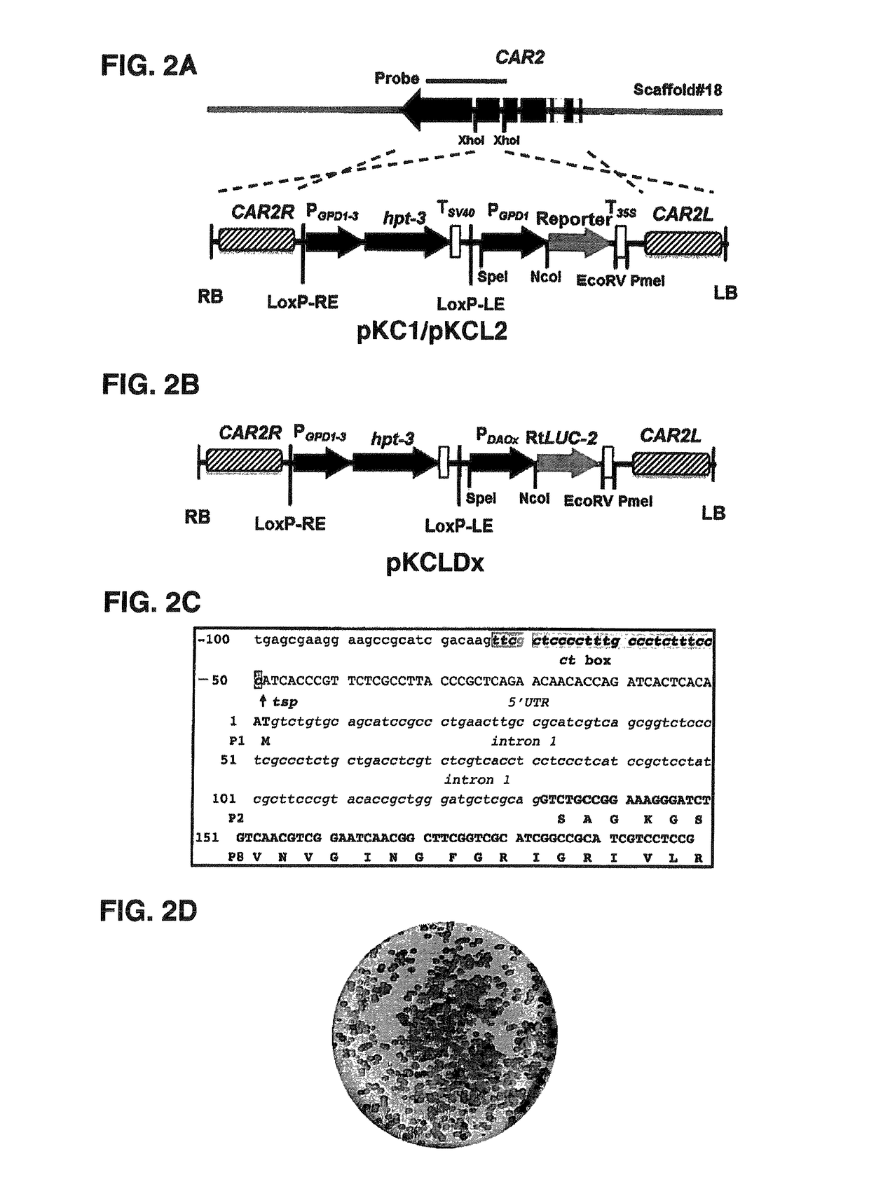 D-amino acid-inducible gene expression system for <i>Rhodosporidium </i>and <i>Rhodotorula</i>