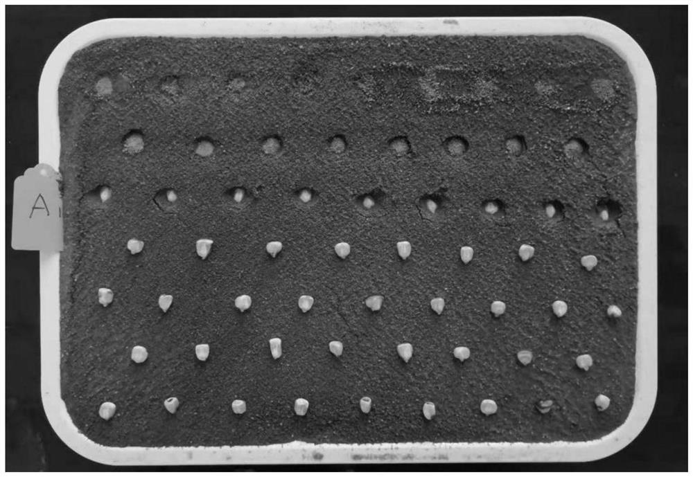 Method for improving corn haploid doubling efficiency