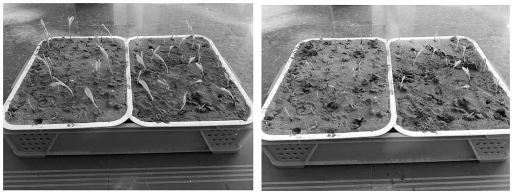 Method for improving corn haploid doubling efficiency