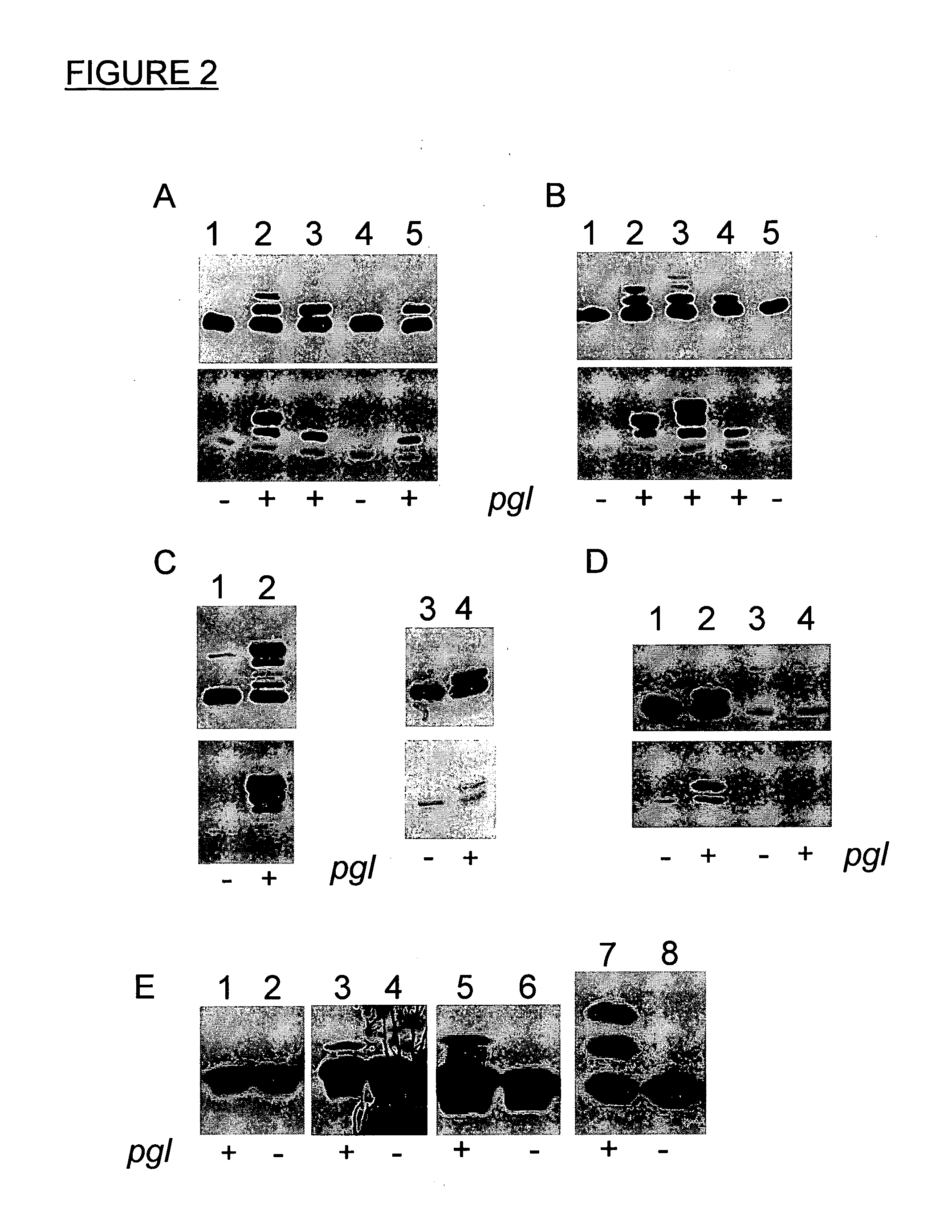 Bioconjugates made from recombinant n-glycosylated proteins from procaryotic cells