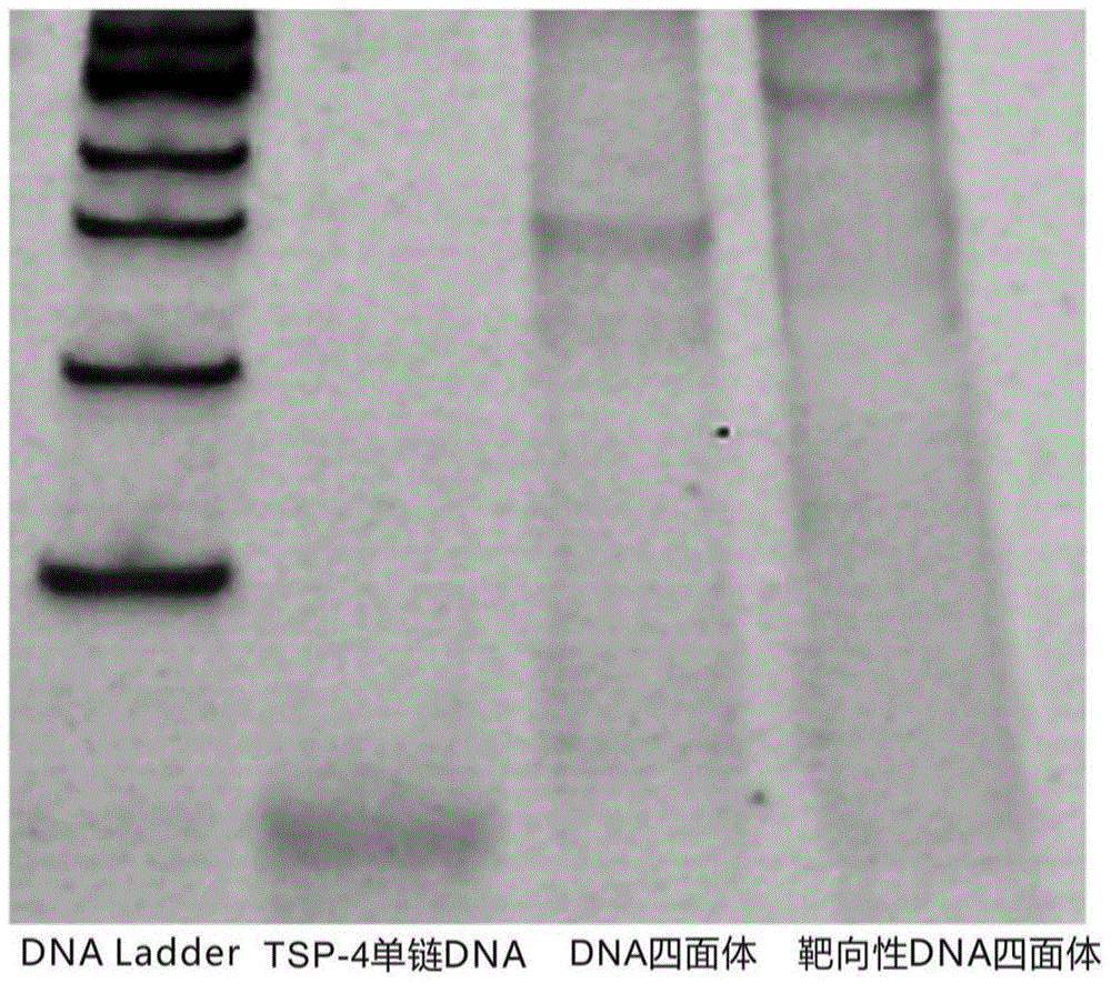 Preparation method of DNA targeting nano medicine-carrying molecule for brain tumor