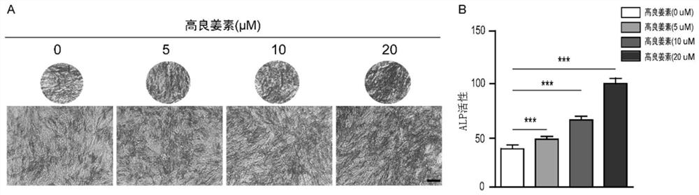 Application of galangin in prevention and treatment of osteoporosis by promoting osteogenic differentiation of bone marrow mesenchymal stem cells