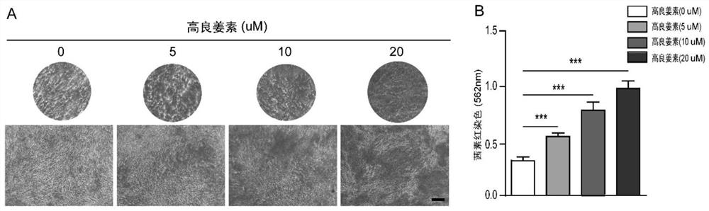 Application of galangin in prevention and treatment of osteoporosis by promoting osteogenic differentiation of bone marrow mesenchymal stem cells