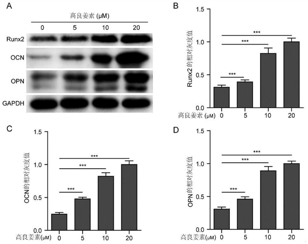 Application of galangin in prevention and treatment of osteoporosis by promoting osteogenic differentiation of bone marrow mesenchymal stem cells