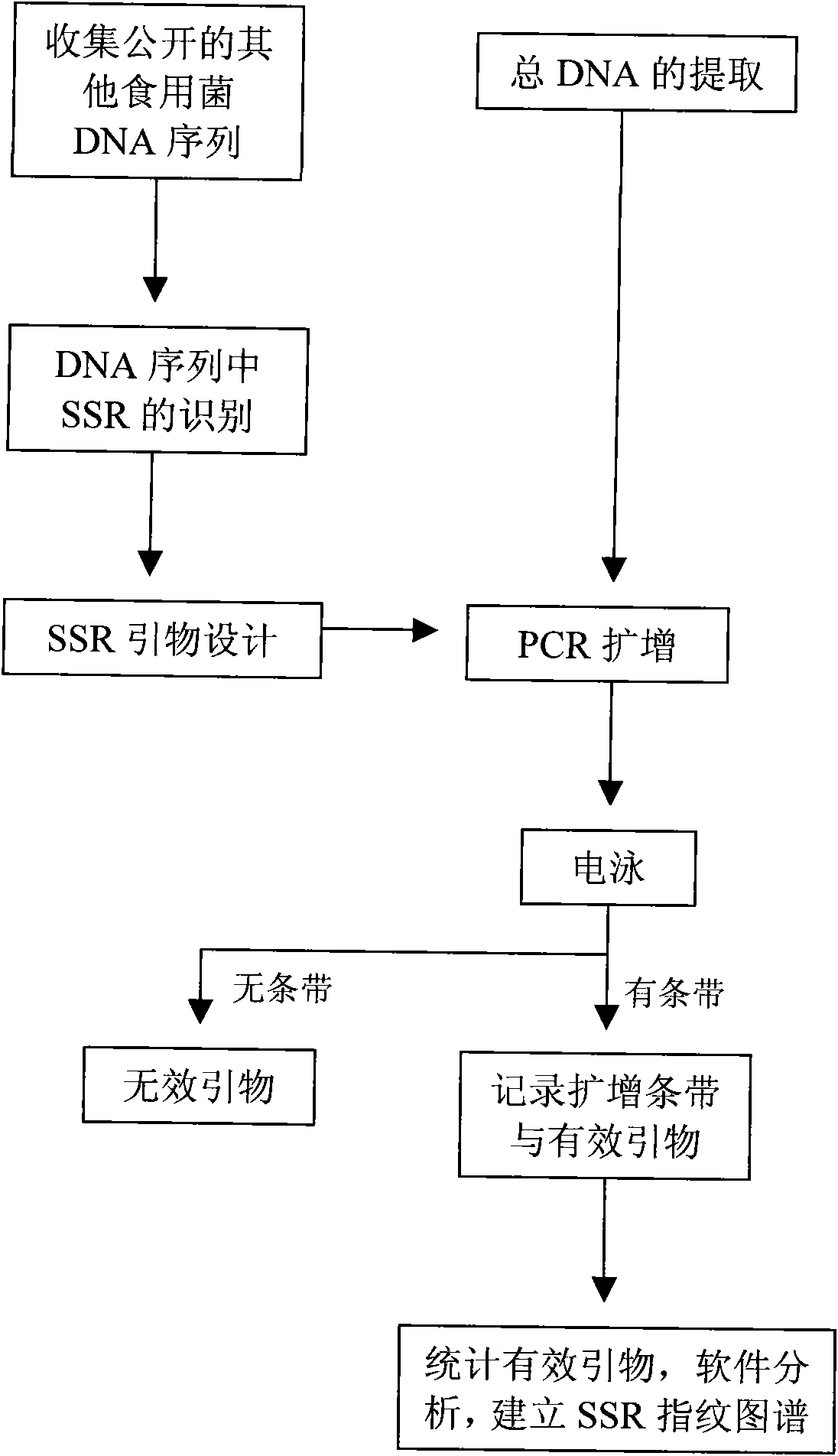 Method for identifying industrially cultivated strains of hypsizygus marmoreus by using SSR molecular marker