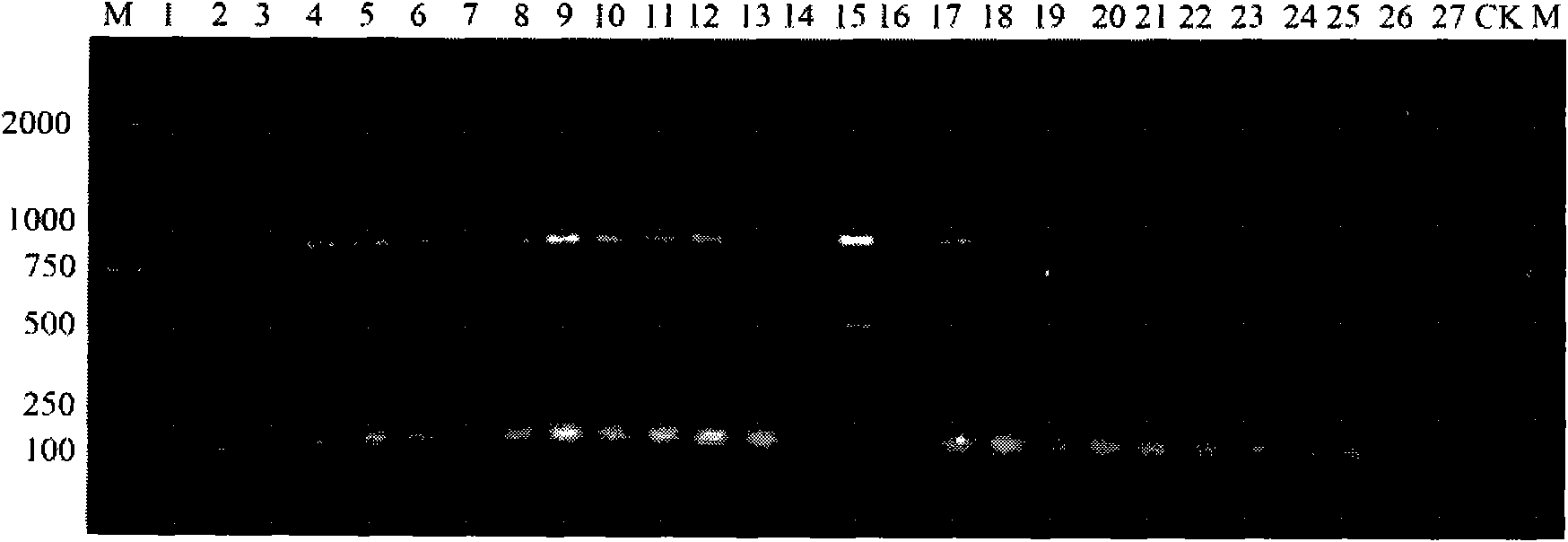 Method for identifying industrially cultivated strains of hypsizygus marmoreus by using SSR molecular marker