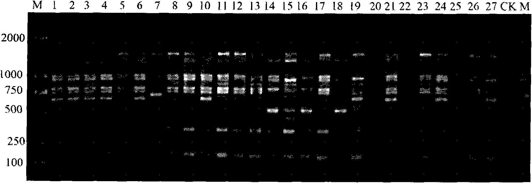 Method for identifying industrially cultivated strains of hypsizygus marmoreus by using SSR molecular marker