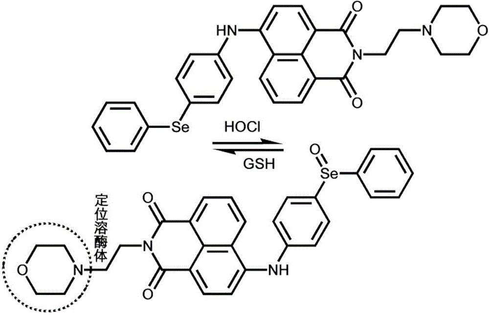 Fluorescent probe and application thereof in detection of hypochlorous acid in cytolysosome