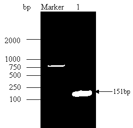 Method for rapidly detecting shigella by duplex scorpion primer fluorogenic quantitative PCR (Polymerase Chain Reaction)