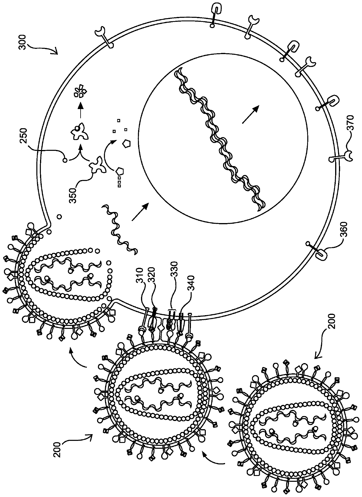 Methods and compositions for genetically modifying and expanding lymphocytes and regulating the activity thereof