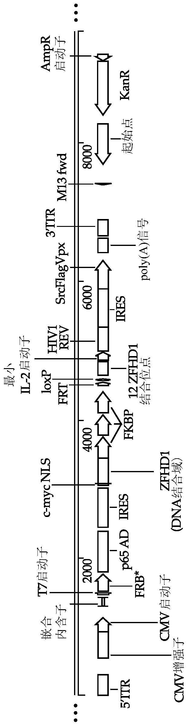 Methods and compositions for genetically modifying and expanding lymphocytes and regulating the activity thereof