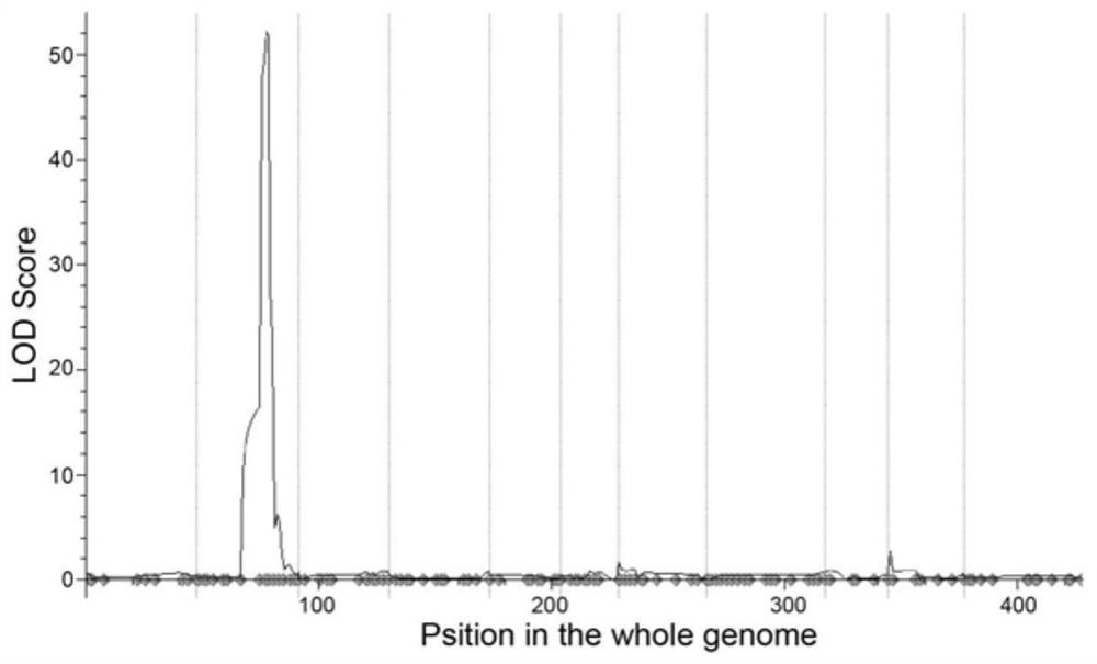 Phaseolus vulgaris metalloproteinase PvFtsH2 gene as well as encoding protein and application thereof