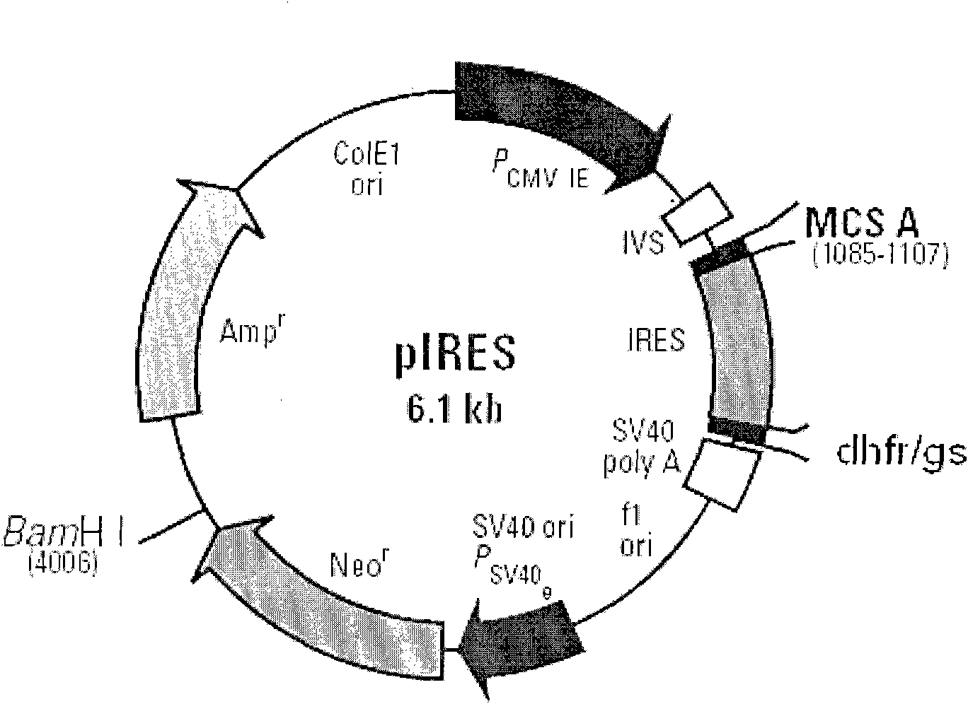 Novel recombinant human blood coagulation factor VIII and production method thereof