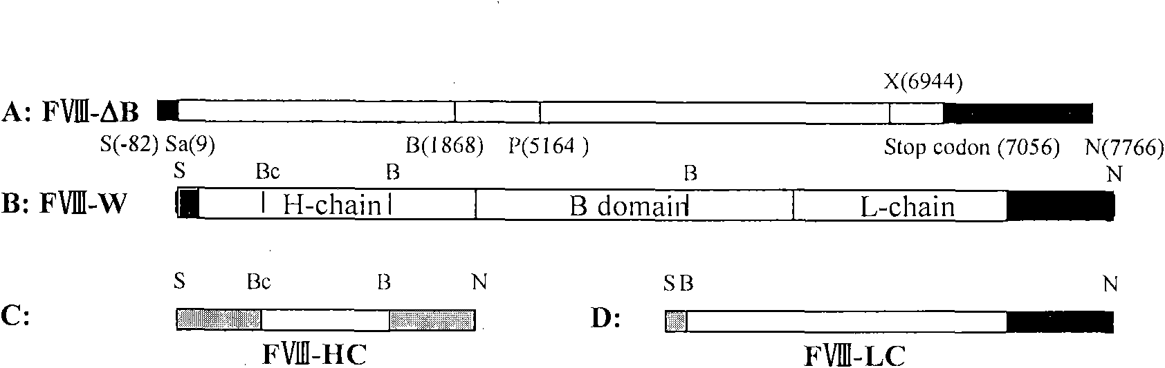 Novel recombinant human blood coagulation factor VIII and production method thereof