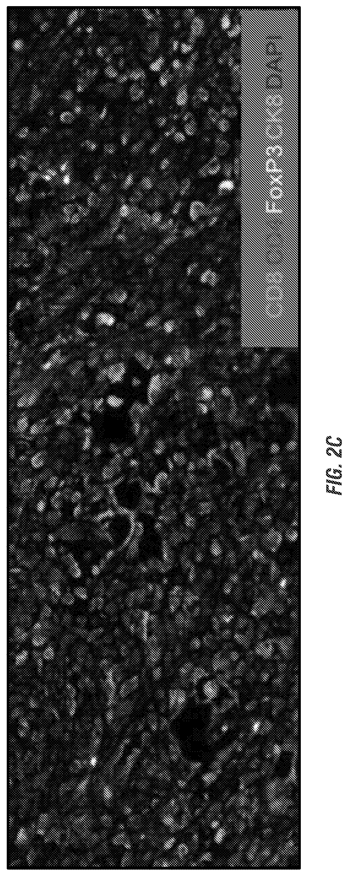 Hydrogel delivery of sting immunotherapy for treatment cancer