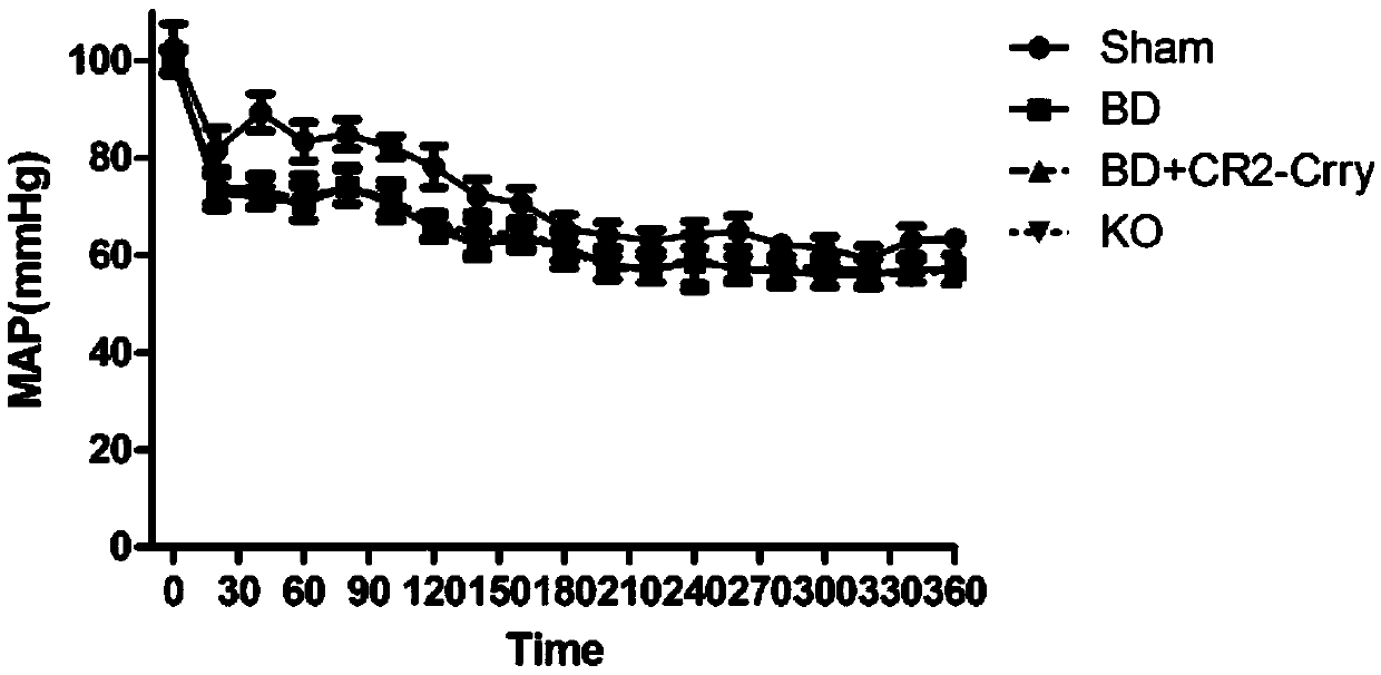 Application of targeted complement inhibitor in preparation of drug for improving brain death donor liver