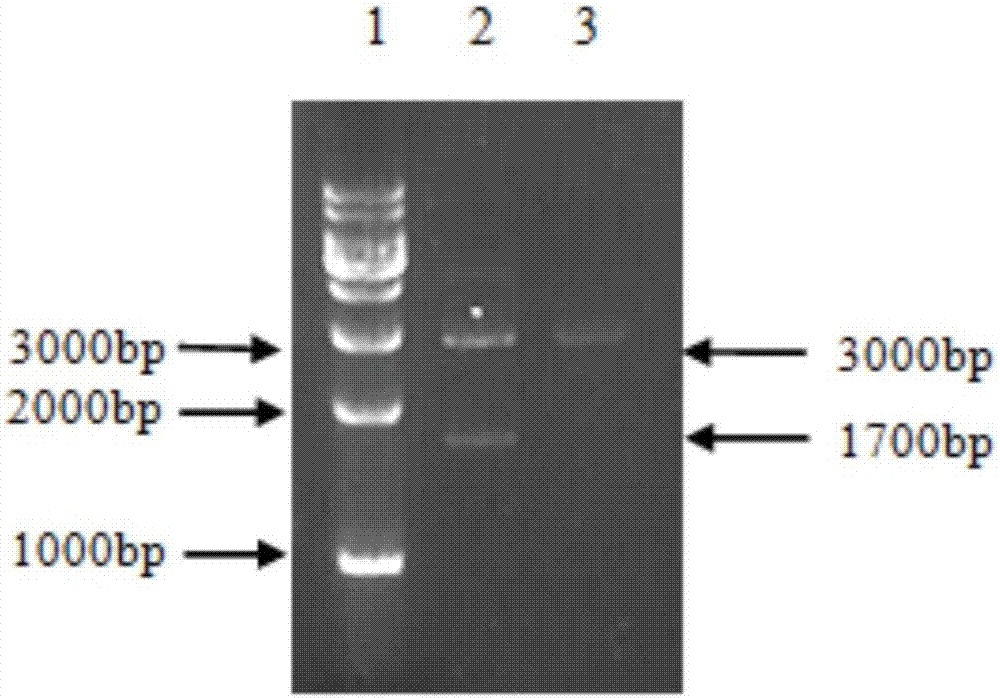 Infectious bursal disease virus recombinant ubiquitinated DNA vaccine and preparation method thereof