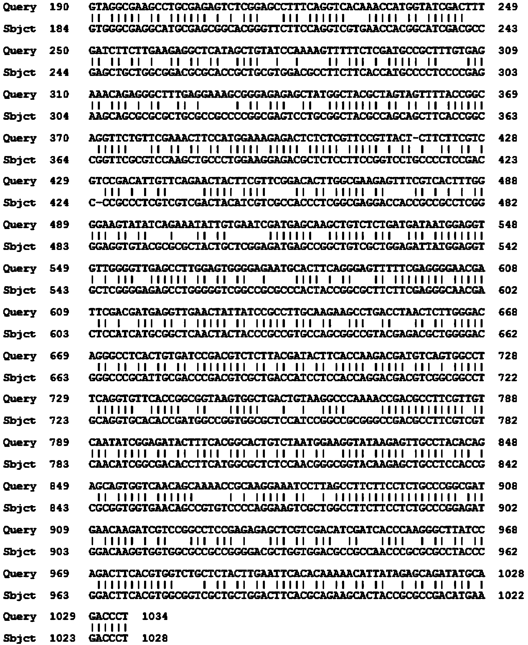 Agapanthus praecox gibberellin synthesis dioxygenase APGA20ox protein, and coding gene and probe thereof