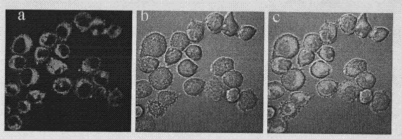 Magneto-optical dual-mode molecular image probe and preparation method thereof