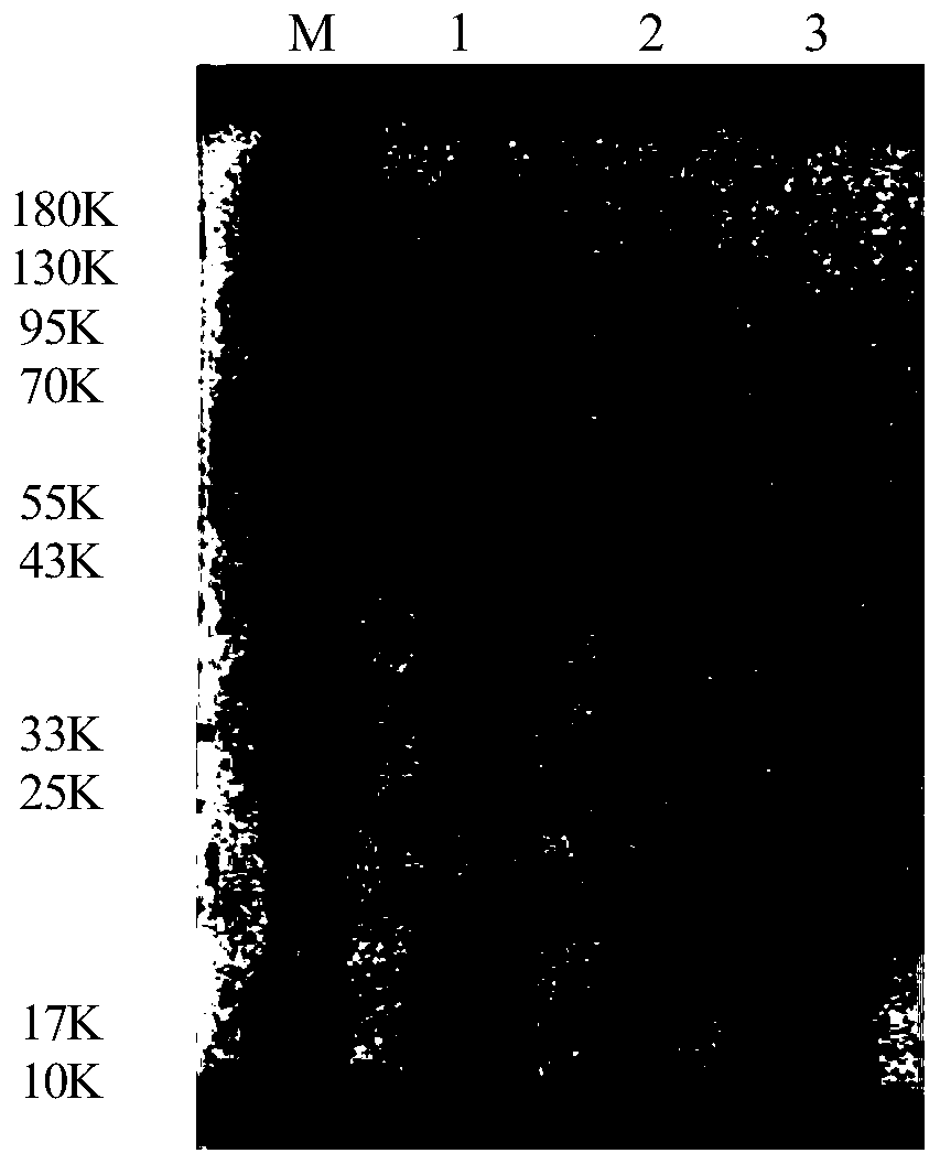 Combination protein and application thereof