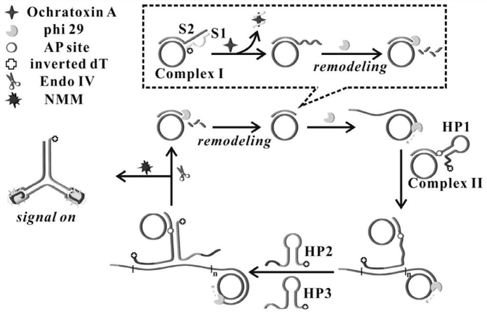 A fluorescent biosensor for detecting ochratoxin a, its preparation method and application