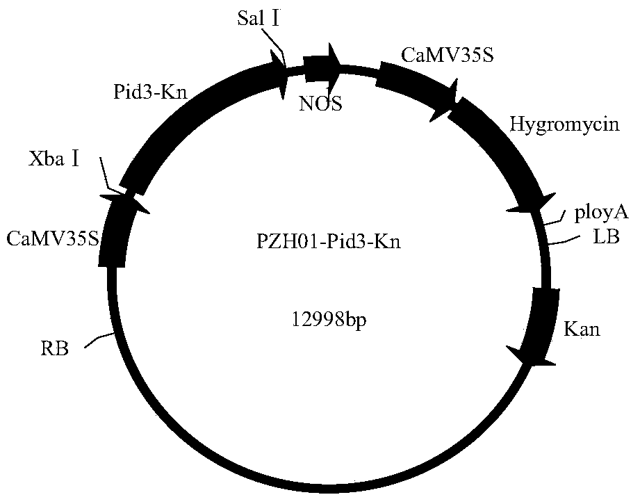 Rice blast resisting protein of rice, coding gene and application thereof