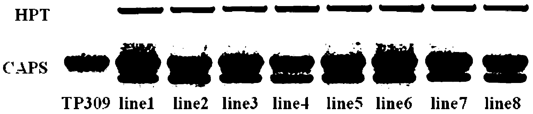 Rice blast resisting protein of rice, coding gene and application thereof