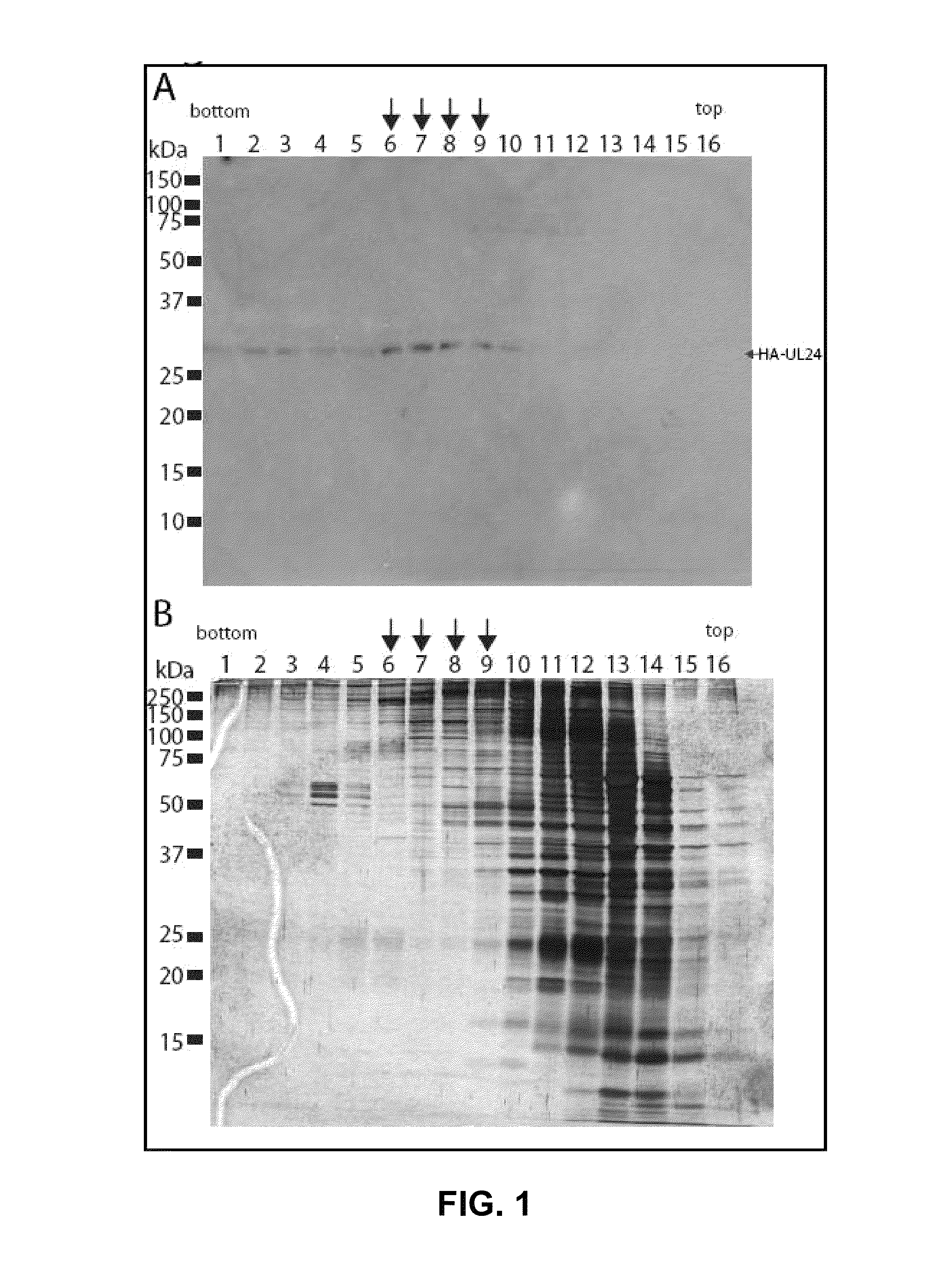 Modulation of UL24 interactions with protein targets and uses thereof for inhibition of herpesvirus infection