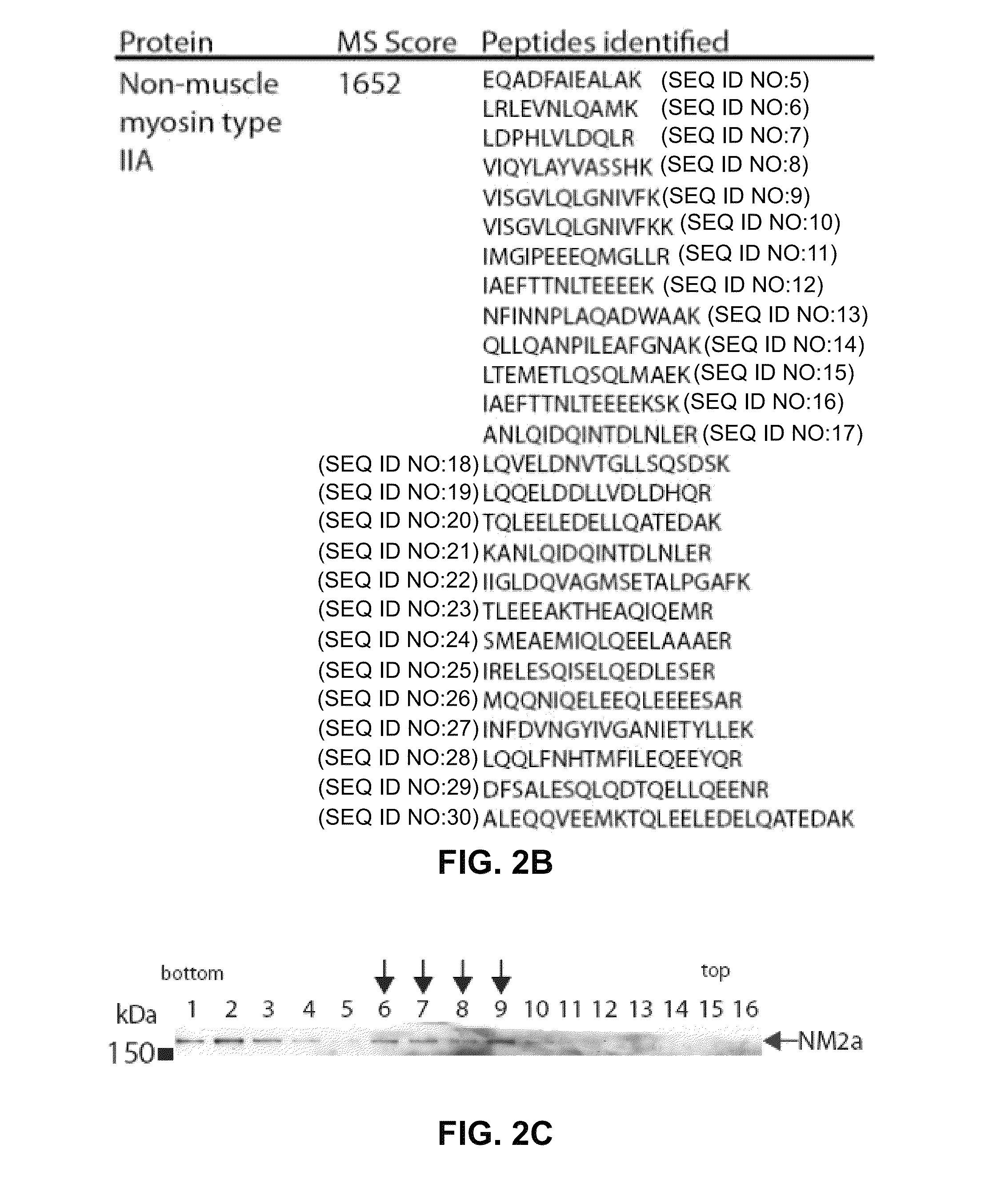 Modulation of UL24 interactions with protein targets and uses thereof for inhibition of herpesvirus infection