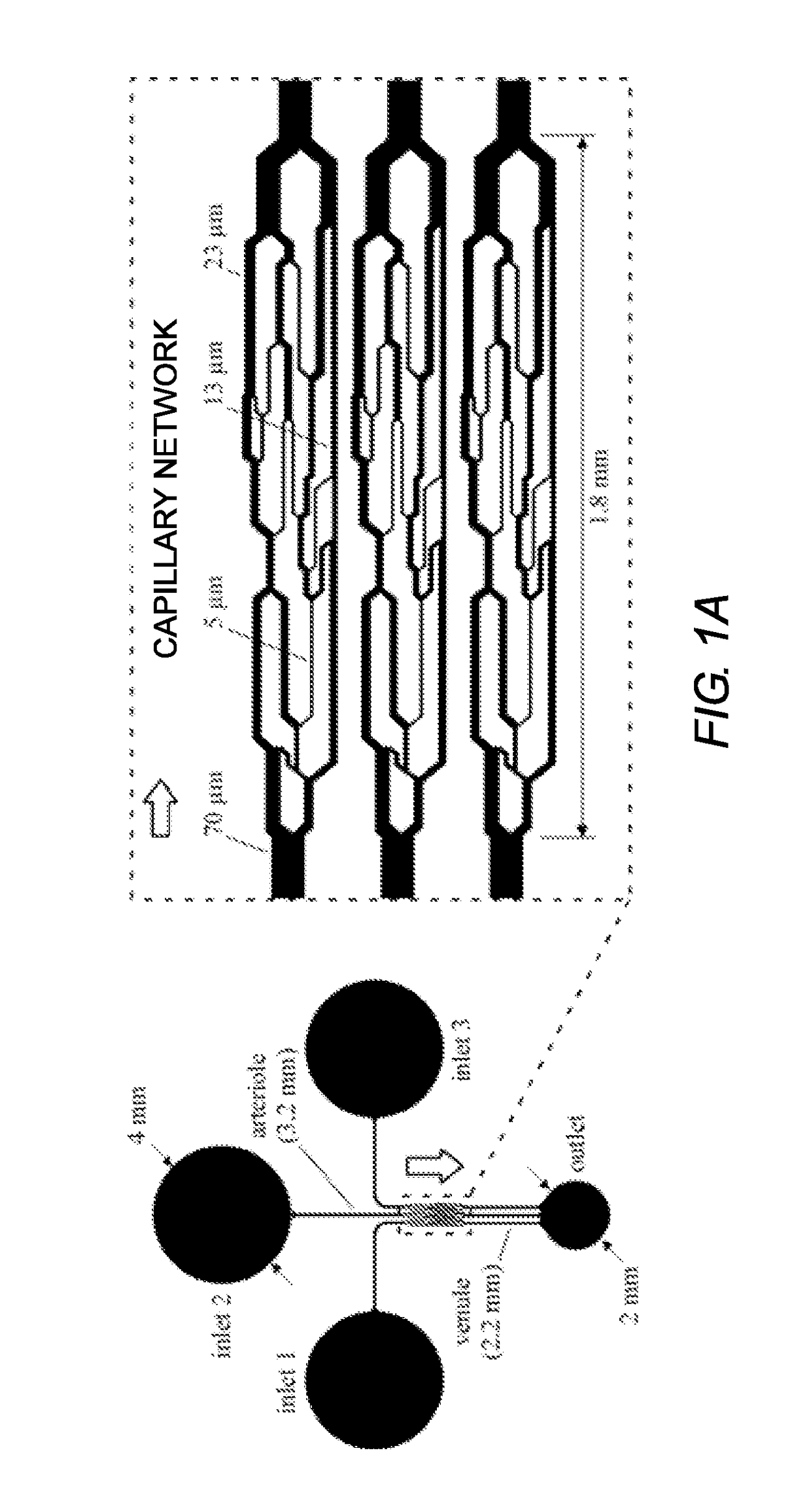 Capillary network devices and methods of use